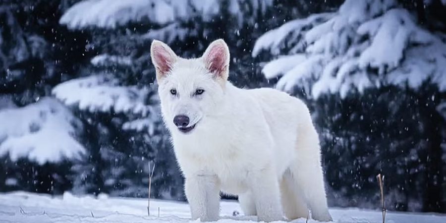 Dire Wolves